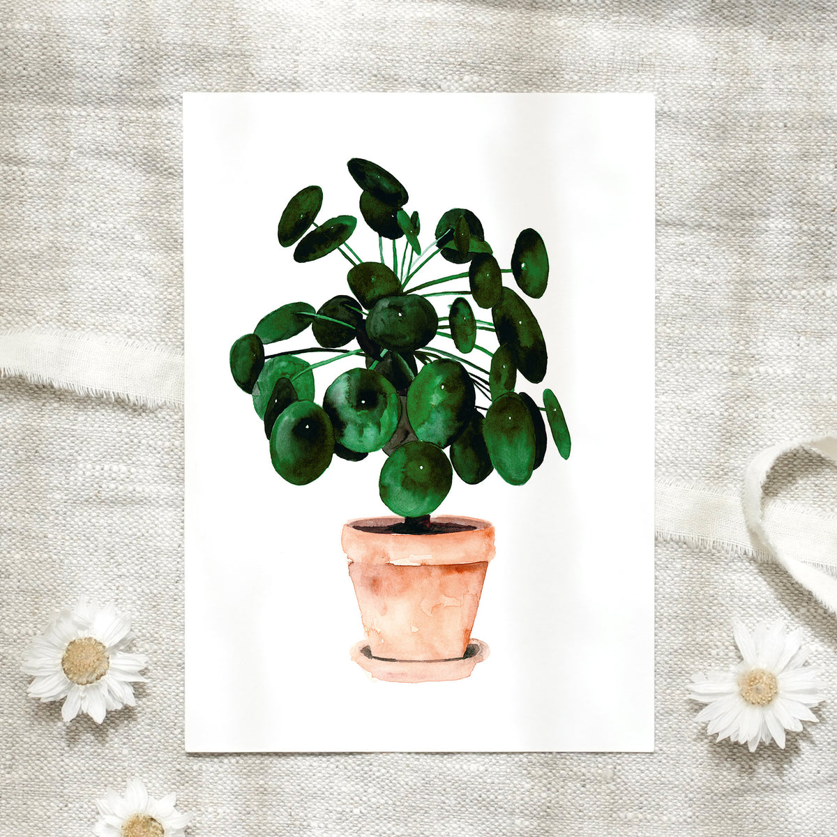 Postkarte -  Pilea