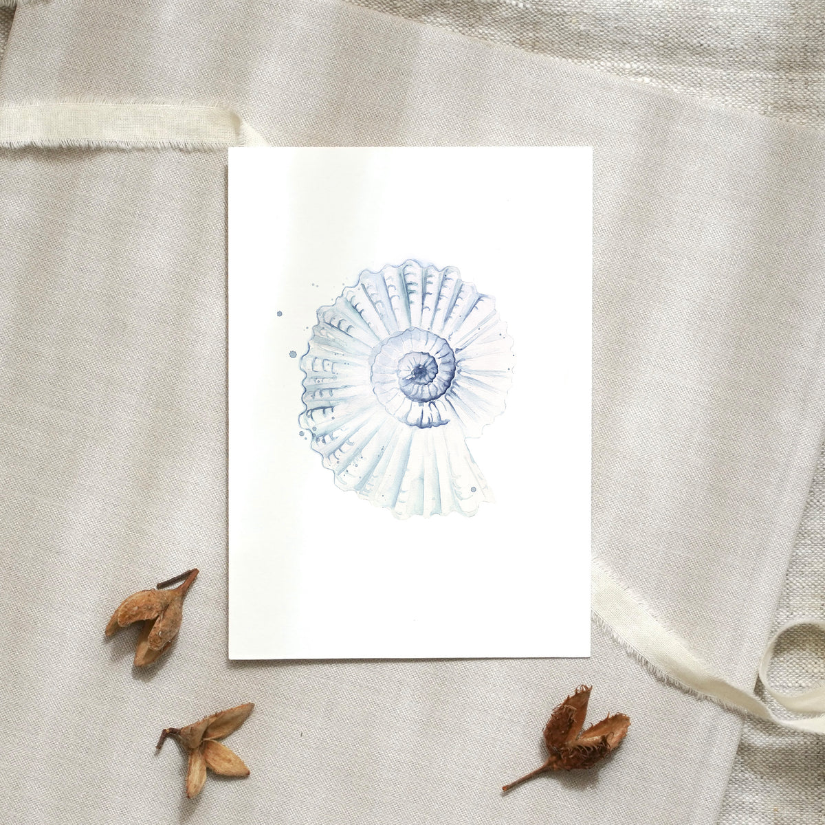 Postcard - Shell No 2