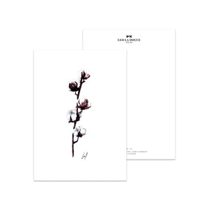Postkarte · Cotton