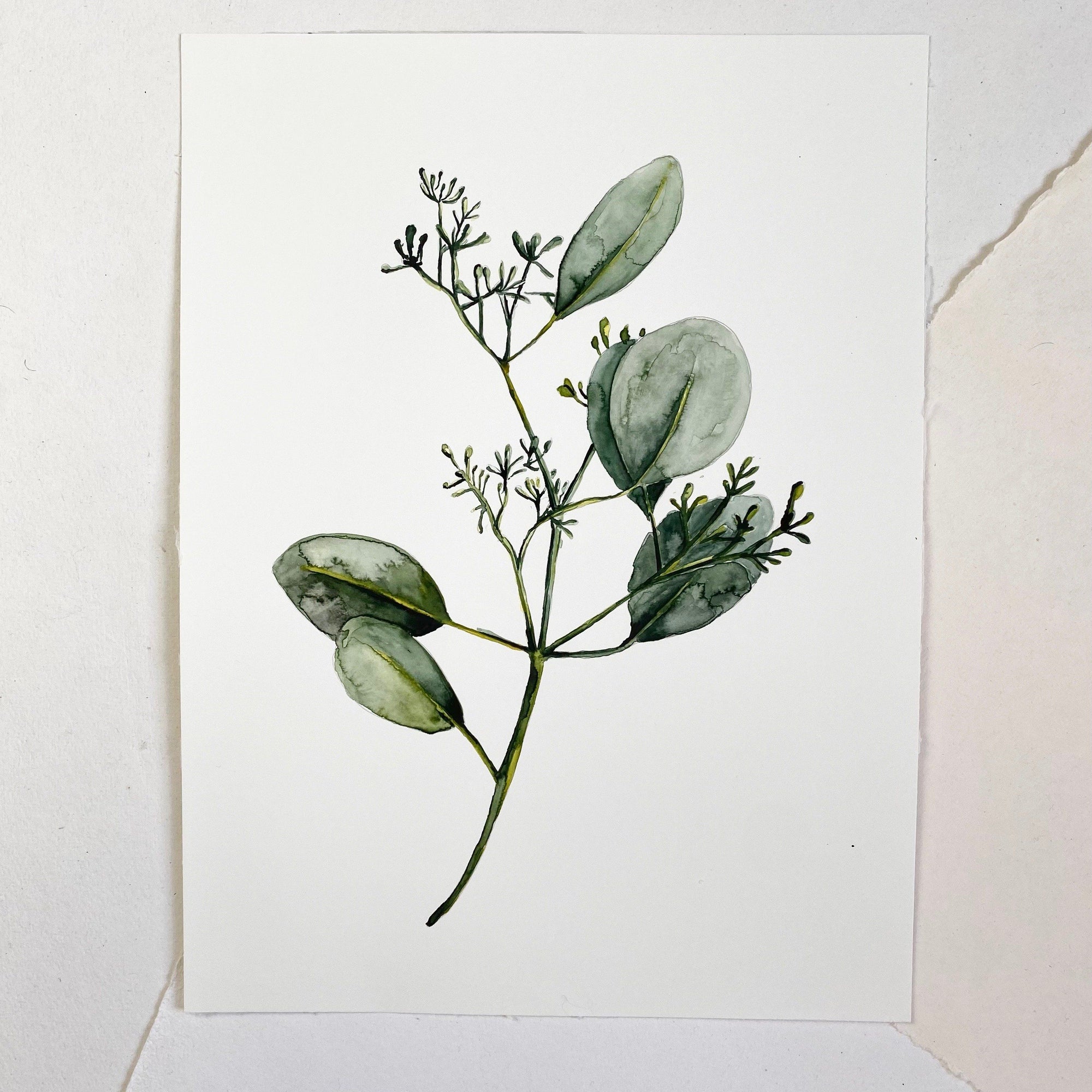 Original-Illustration | Eucalyptus with blossom Kunstdruck Leo la Douce 