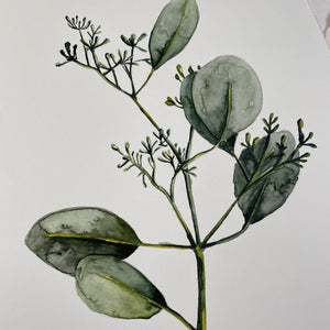 Original-Illustration | Eucalyptus with blossom Kunstdruck Leo la Douce 