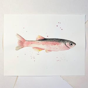 Original-Illustration |Rose Fish Kunstdruck Leo la Douce 