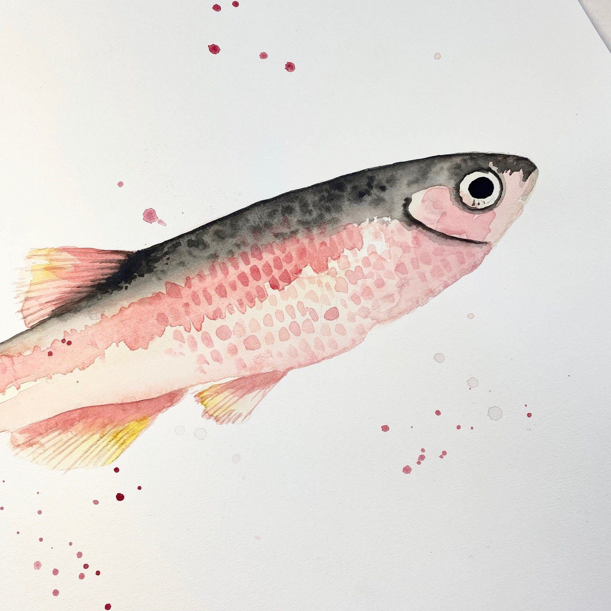 Original-Illustration |Rose Fish Kunstdruck Leo la Douce 
