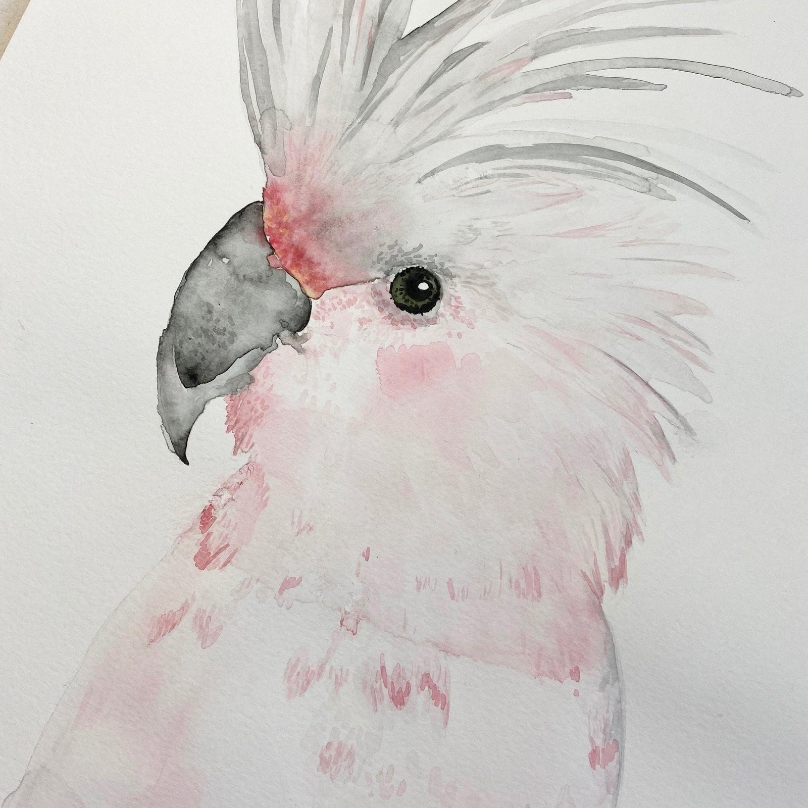 Original-Illustration | Kakadu Kunstdruck Leo la Douce 