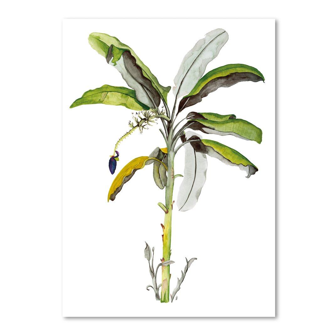 Kunstdruck - Banana Tree Kunstdruck Leo la Douce 
