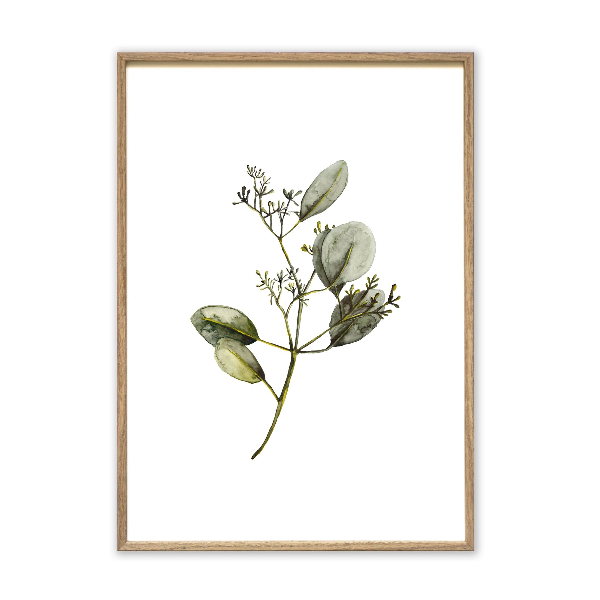 Kunstdruck - Eucalyptus with Blossom Kunstdruck Leo la Douce 