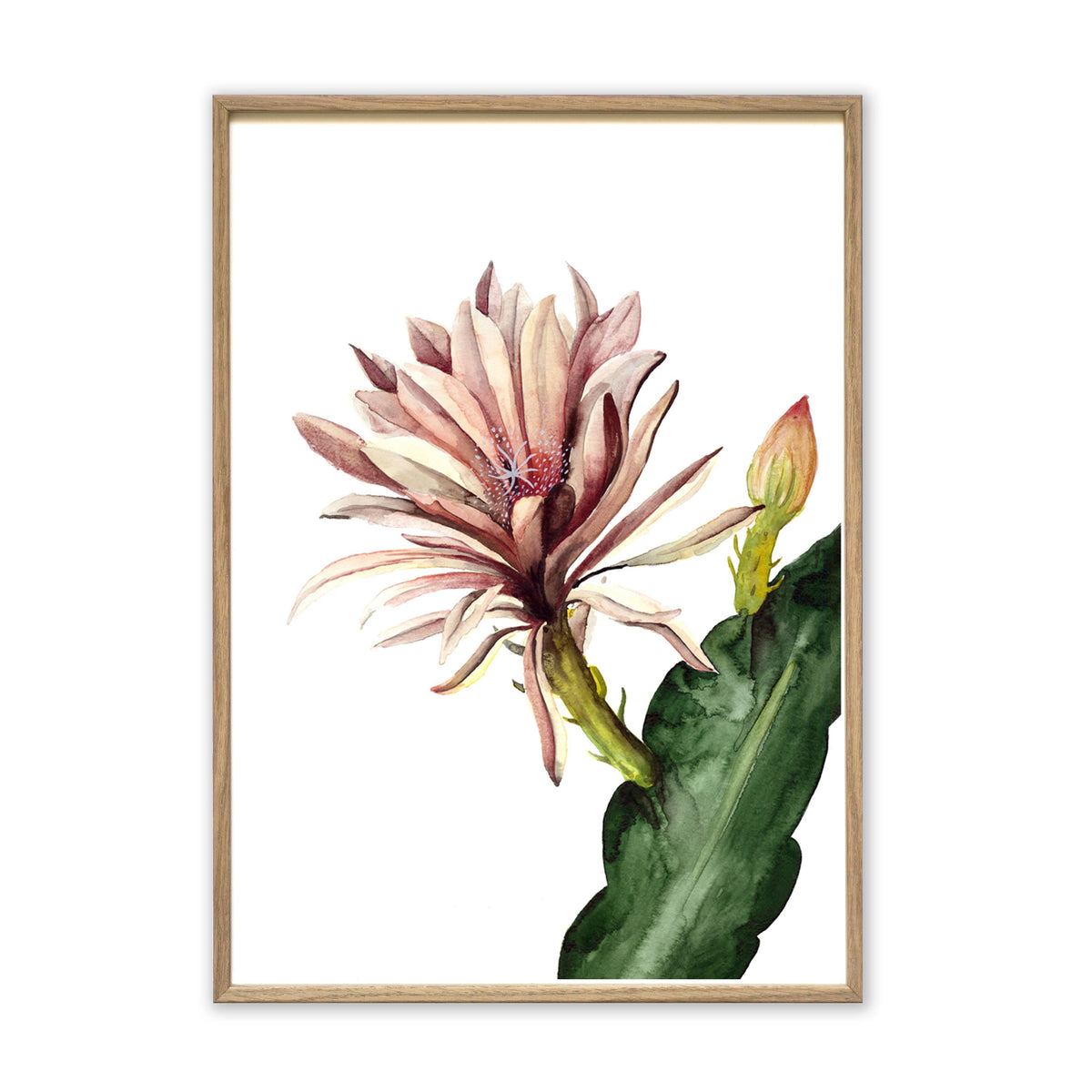 Kunstdruck - Red Cactus Flower Kunstdruck Leo la Douce 