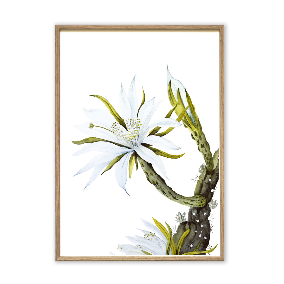 Kunstdruck - White Cactus Flower Kunstdruck Leo la Douce 