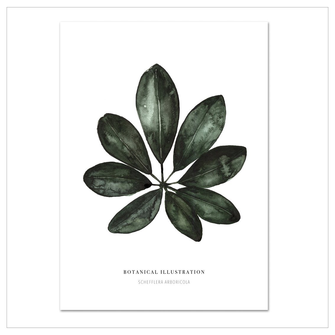 Kunstdruck - Schefflera Arboricola Kunstdruck Leo la Douce 