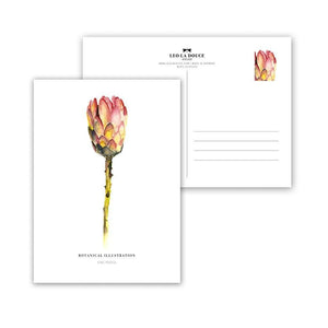 Postkarte - RED KING PROTEA Postkarte Leo la Douce 