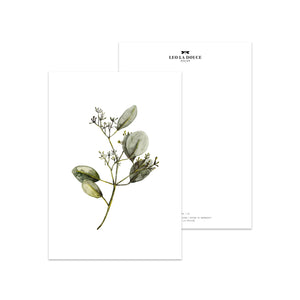 Postkarte - EUCALYPTUS WITH BLOSSOM Postkarte Leo la Douce 